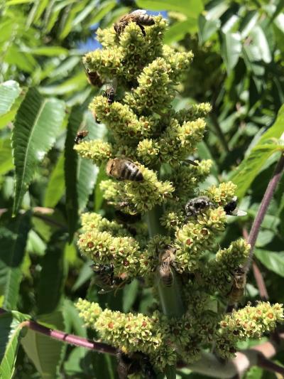 Mellifere Sumac De Virginie Ou Sumac Amaranthe Ou Sumac Vinaigrier