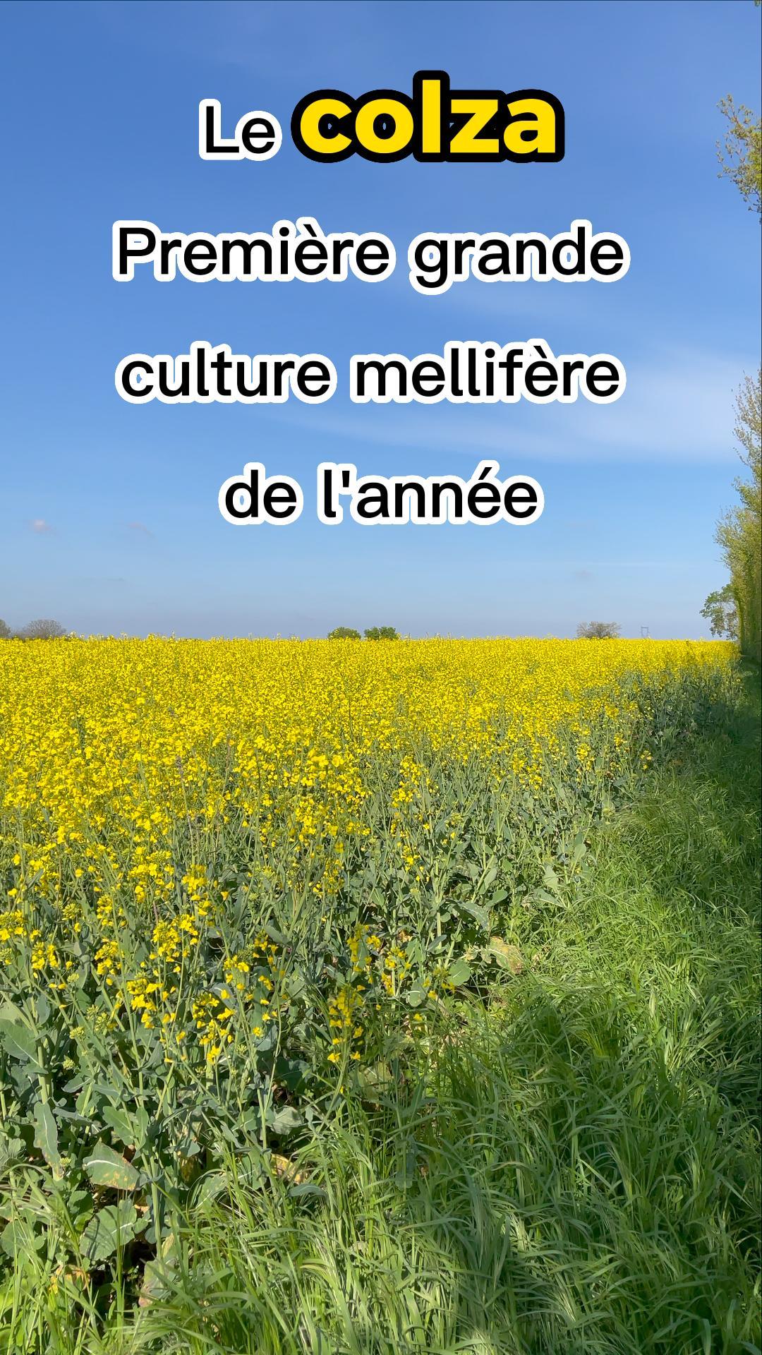 La vidéo Le colza, grande culture mellifère indispensable du printemps de Mellifere.com