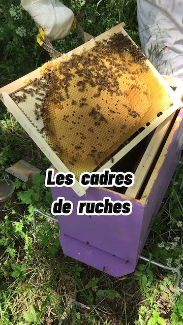 Les cadres de ruches