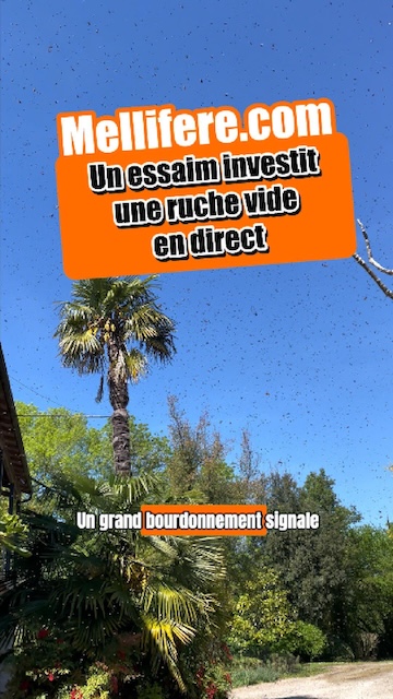 Un essaim investit une vieille ruche en direct