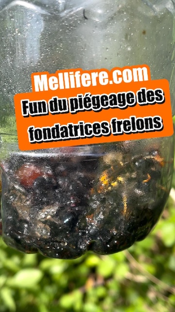 La vidéo Début mai, j'arrête le piégeage des fondatrices de frelons asiatiques de Mellifere.com