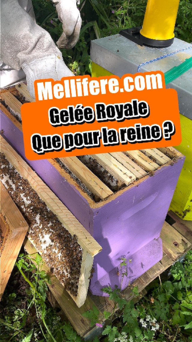 La vidéo Qui a besoin de gelée royale dans la ruche ? de Mellifere.com