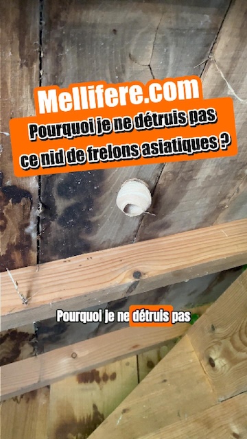 La vidéo Pourquoi je ne détruis pas immédiatement ce nid de frelon asiatique ? de Mellifere.com