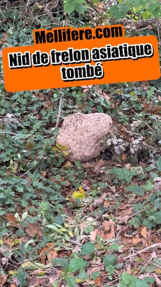 Nid de frelons asiatiques tombé avec la tempête