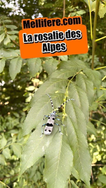 La Rosalie des Alpes, magnifique coléoptère bleu