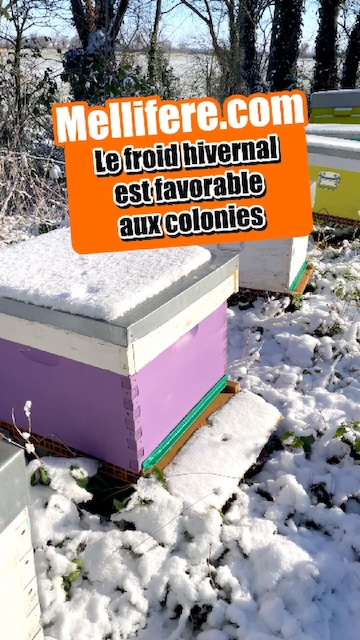 Le froid hivernal est favorable aux colonies
