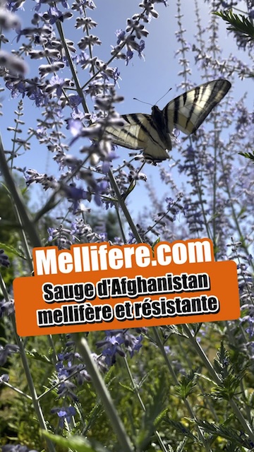 Sauge d'Afghanistan, indispensable de l'été