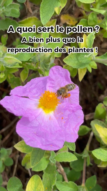 La vidéo A quoi sert le pollen ? A bien plus que la reproduction des plantes ! de Mellifere.com