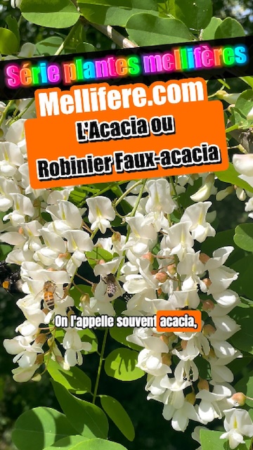 La vidéo Le robinier faux acacia de Mellifere.com