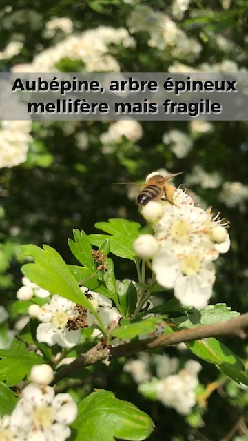 La vidéo L'aubépine, arbre épineux mellifère qui souffre de la sécheresse de Mellifere.com