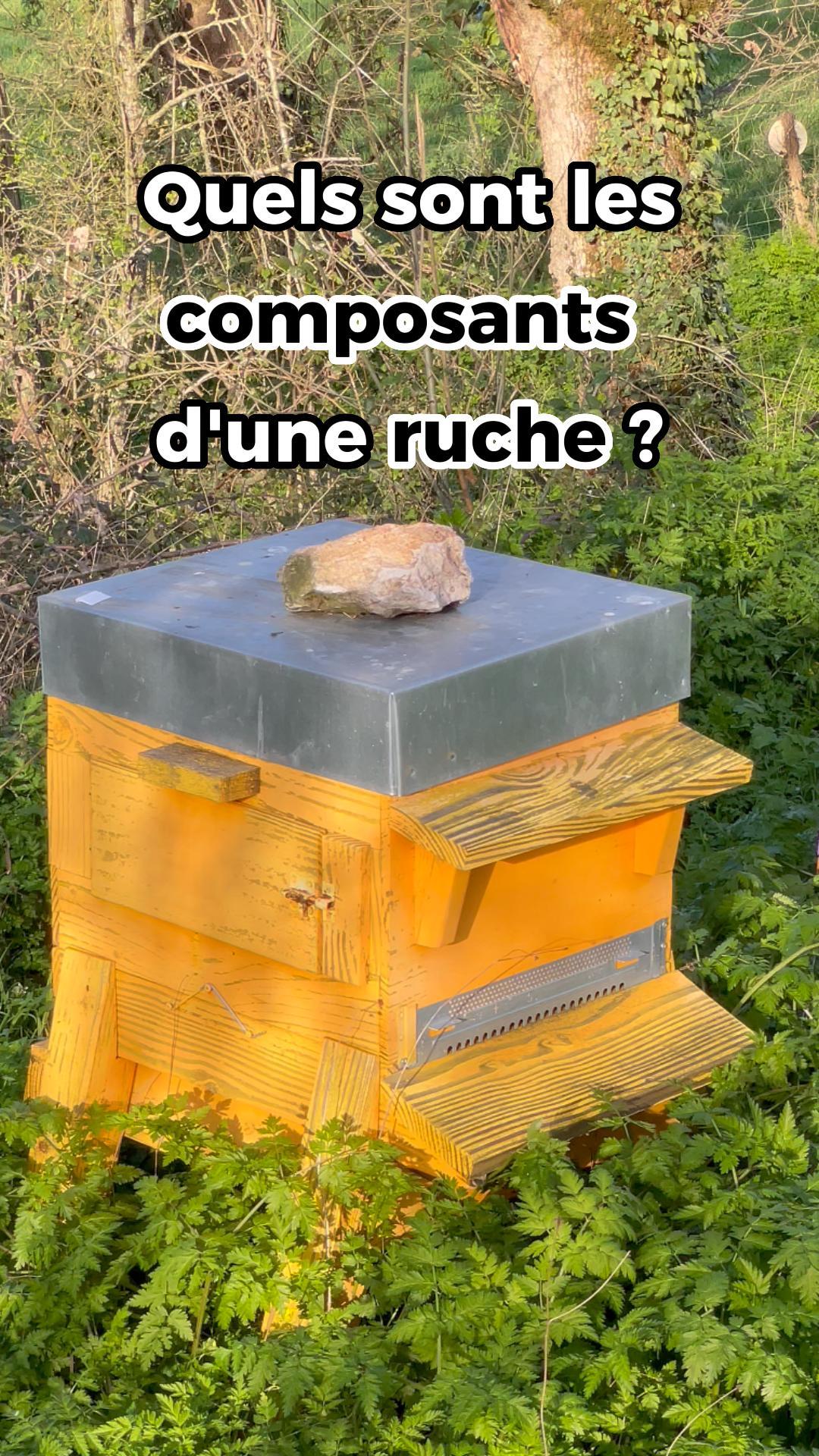 Quels sont les composants d'une ruche ?
