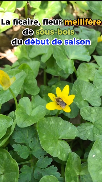 La ficaire, la fleur mellifère de sous-bois du début de saison