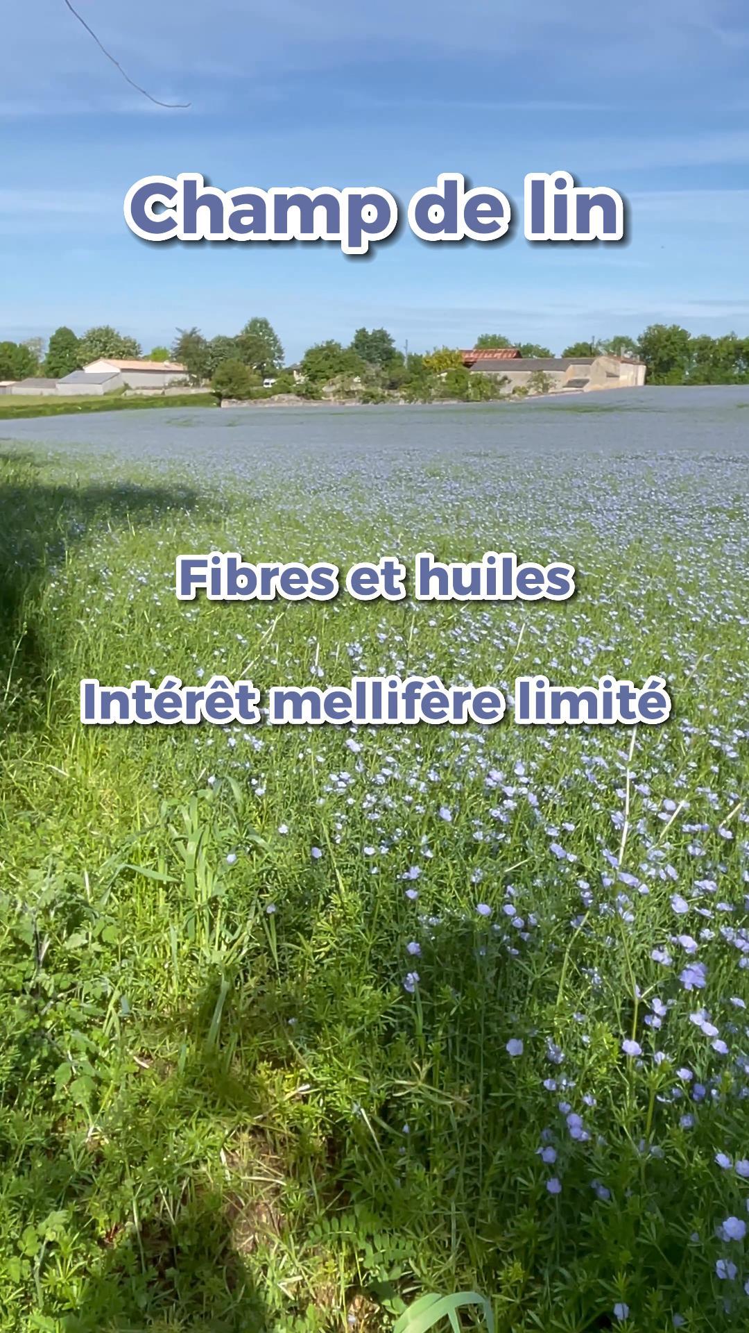 La vidéo Magnifique champ de lin en pleine floraison de Mellifere.com