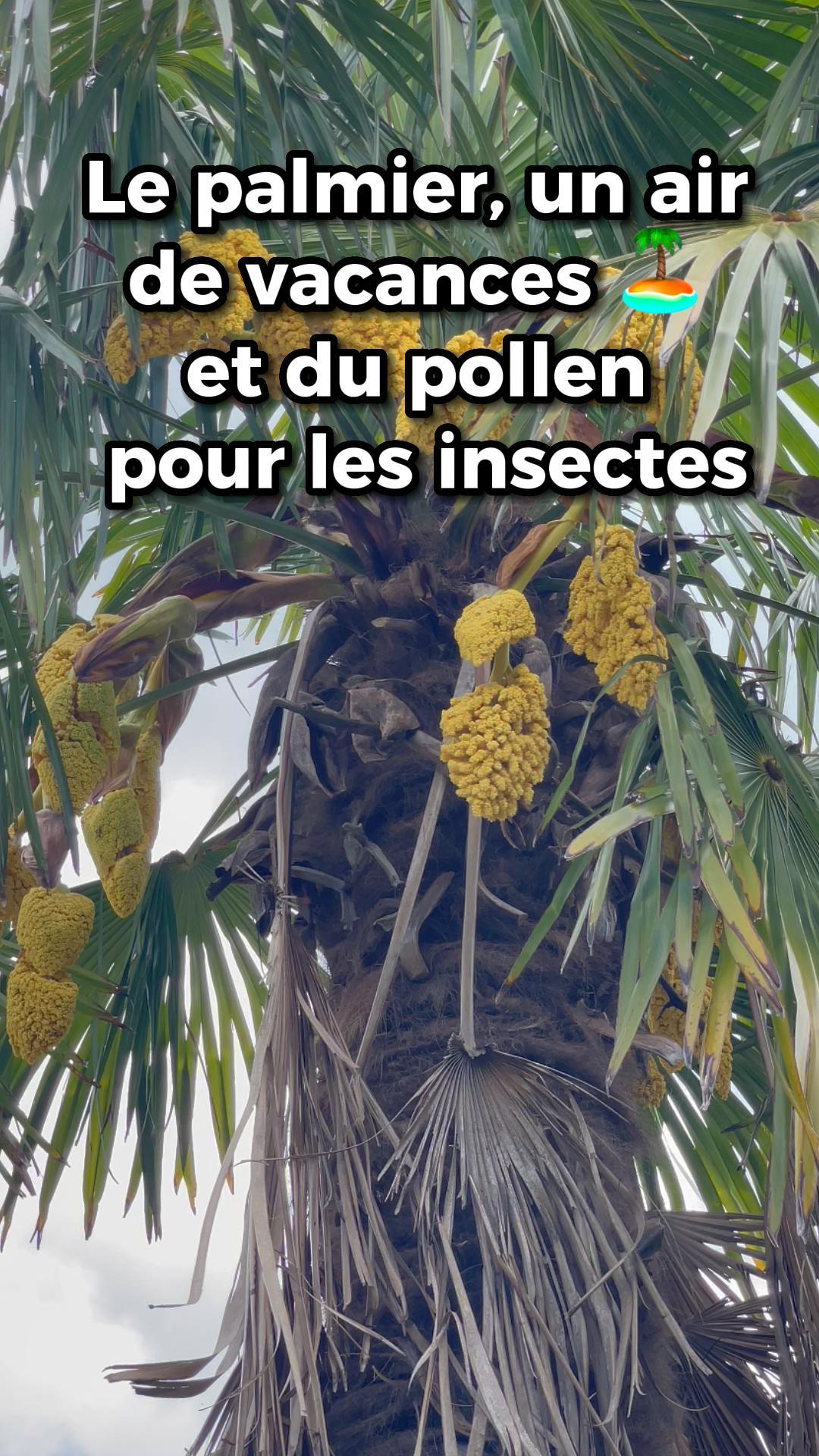 Le palmier, un air de vacances et du pollen pour les abeilles
