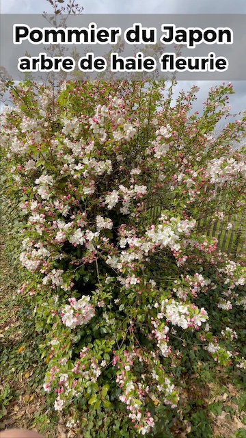 La vidéo Le pommier du japon, arbre mellifères des haies fleuries de Mellifere.com