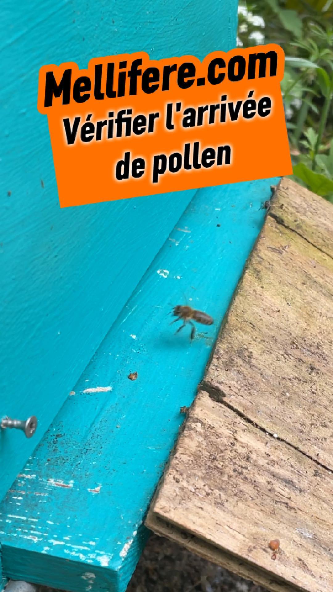 La vidéo Vérifier arrivée du pollen sur les nouveaux essaims de Mellifere.com