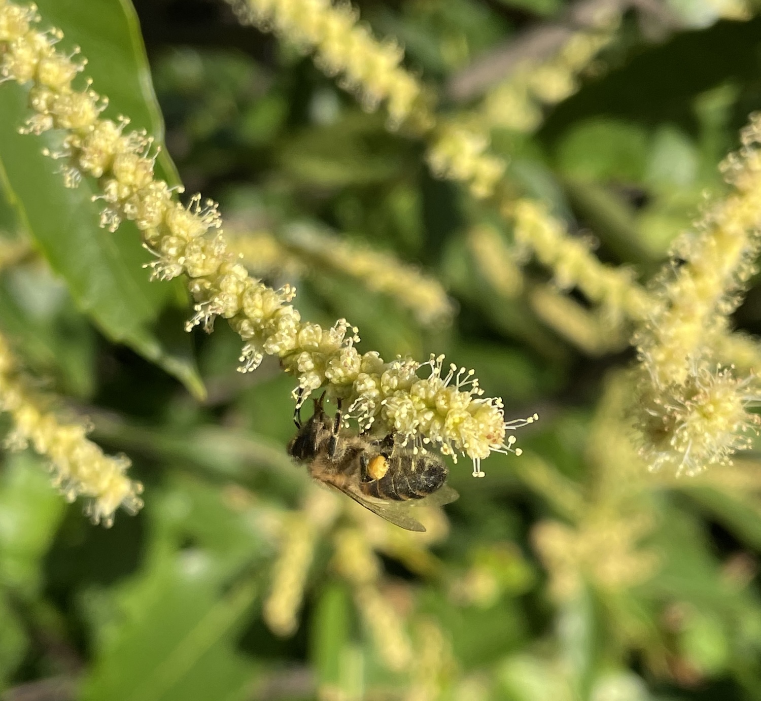 Abeille récoltant nectar et pollen sur le châtaignier ©Mellifere.com