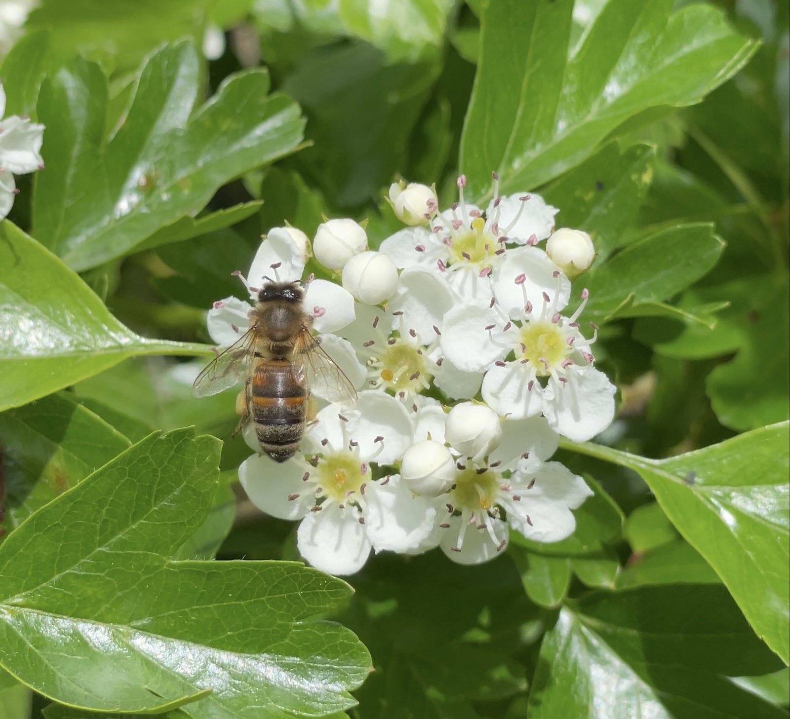 Une abeille récolte du pollen sur les fleurs d'aubépine ©Mellifere.com