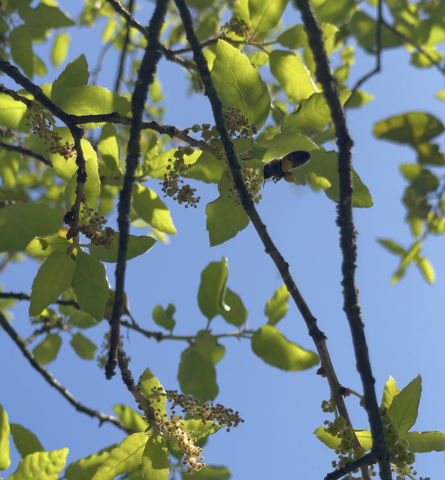 Les abeilles récoltent le pollen du chêne-liège ©Mellifere.com
