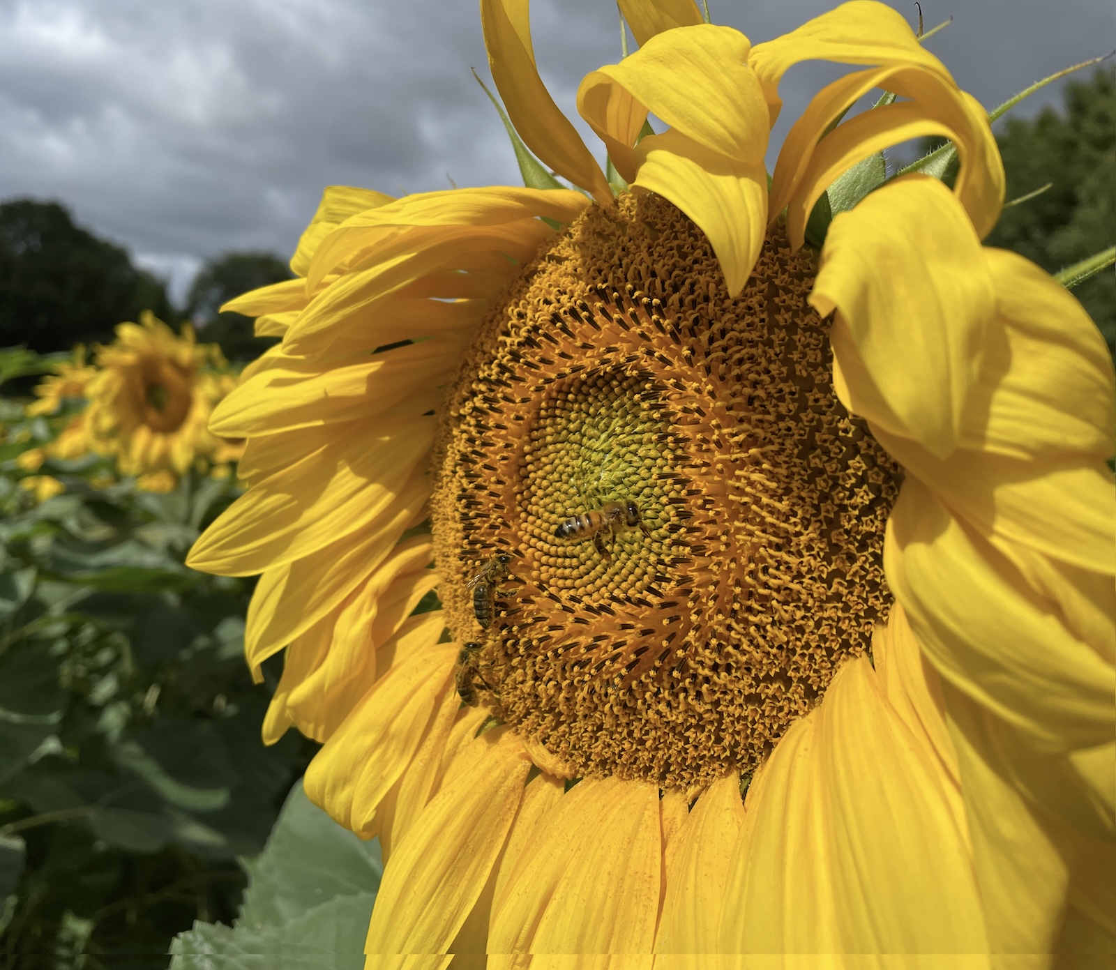 Abeilles butinant un capitule de tournesol ©Mellifere.com