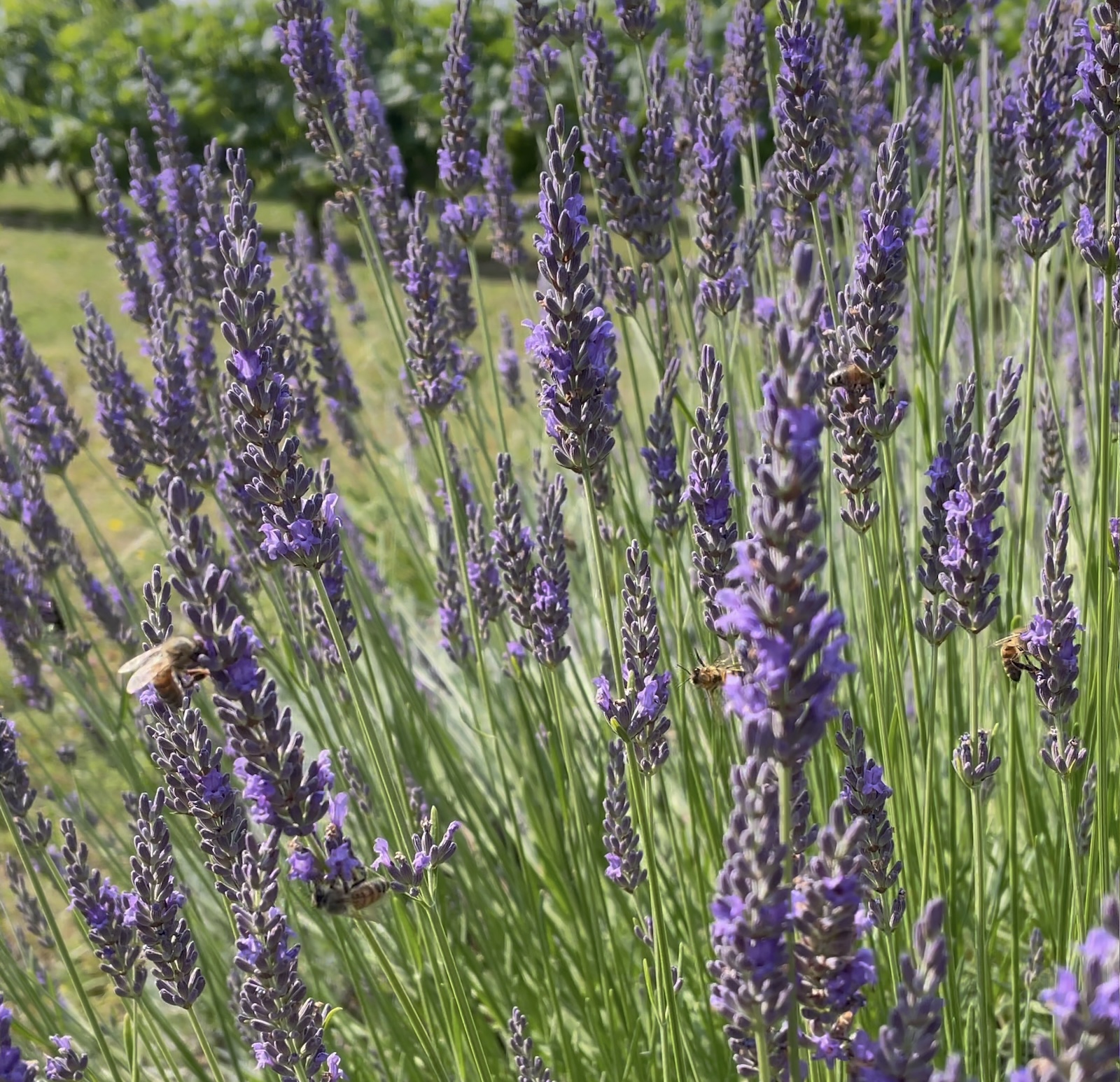 De nombreuses abeilles sur la lavande ©Mellifere.com