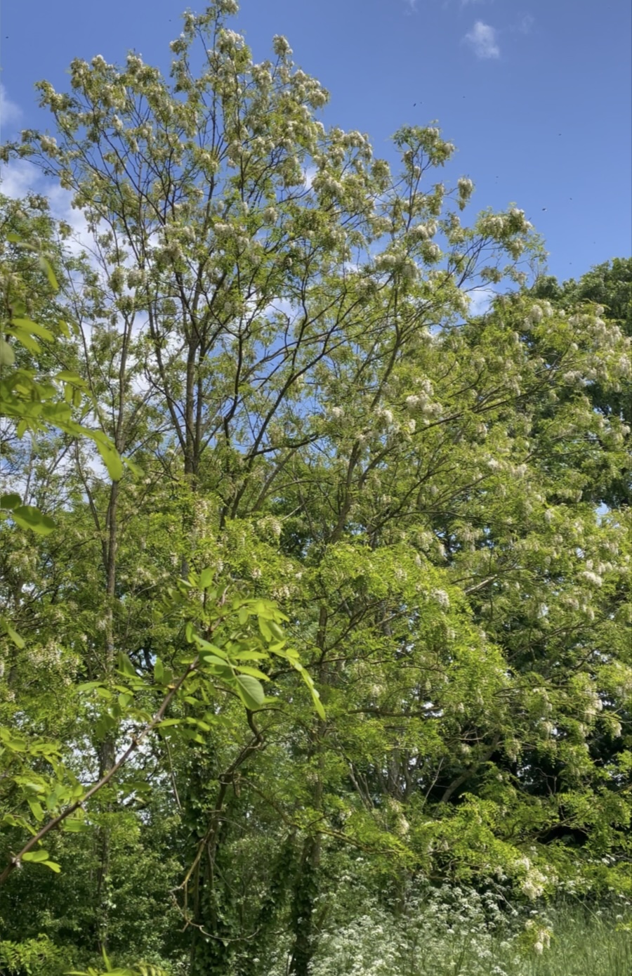 Un robinier faux-acacia, en fleurs ©Mellifere.com