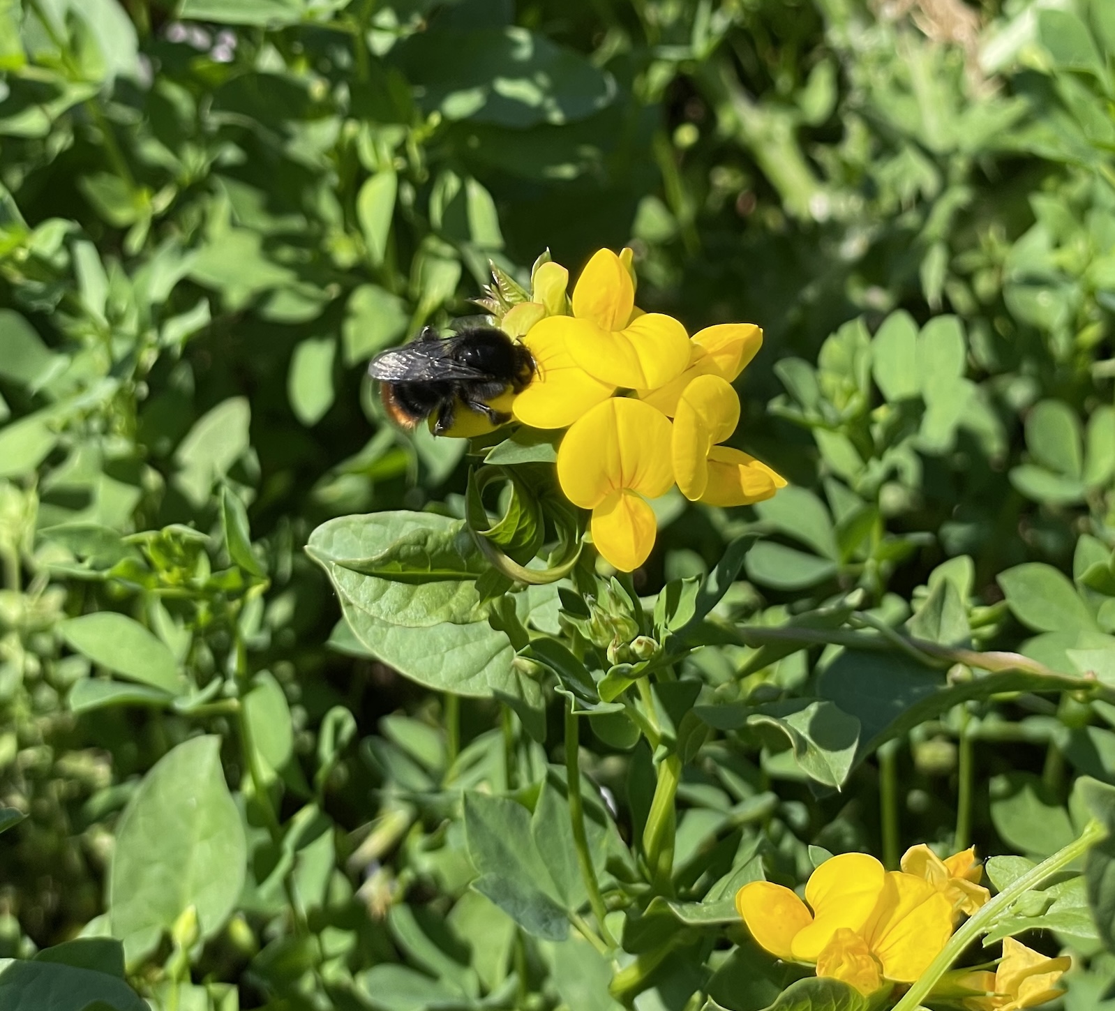 Un bourdon des pierres butine le lotier ©Mellifere.com