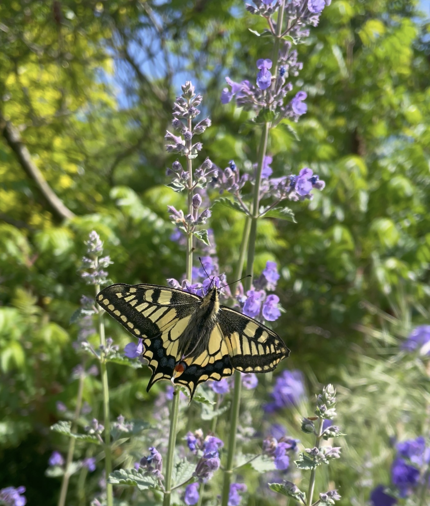 Un papillon machaon qui butine les fleurs de cataire ©Mellifere.com