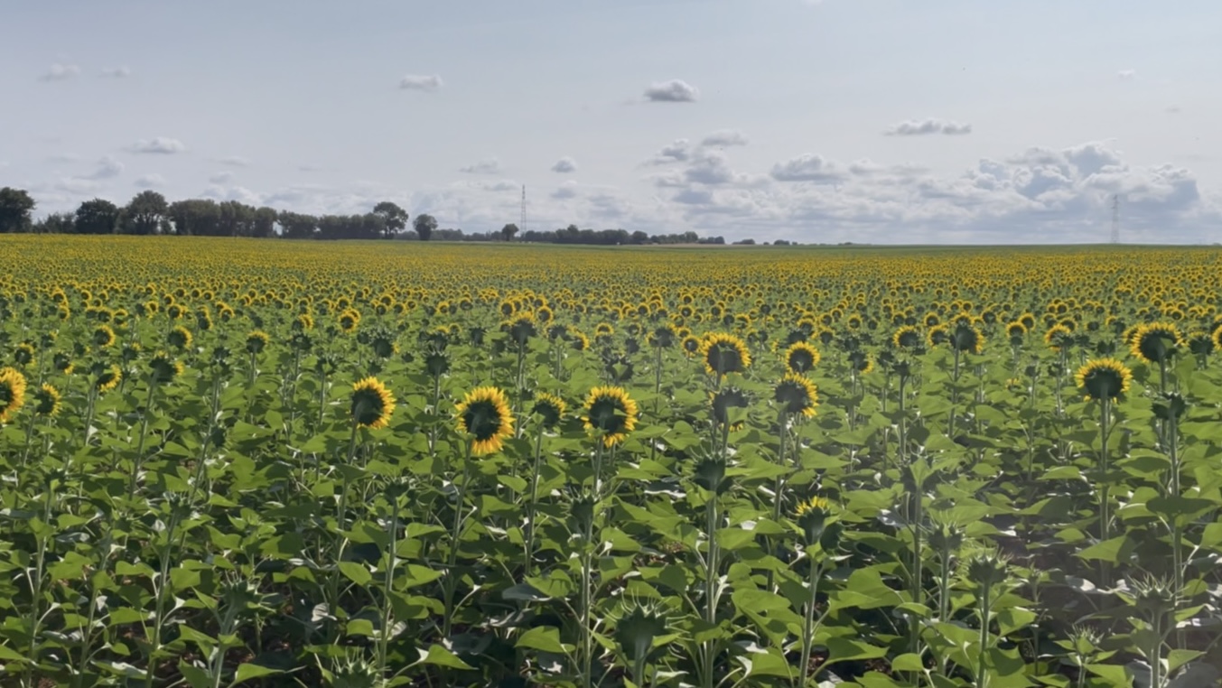 Un immense champt de tournesol ©Mellifere.com