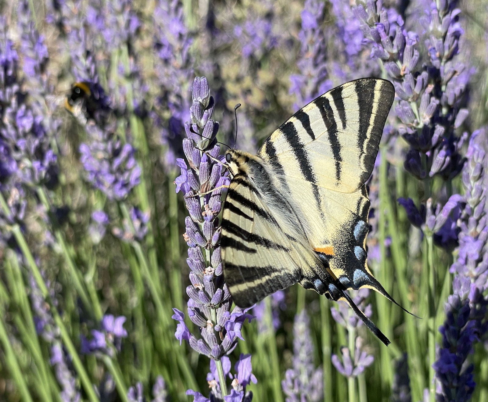 Un papillon flambé se régale du nectar de la lavande ©Mellifere.com