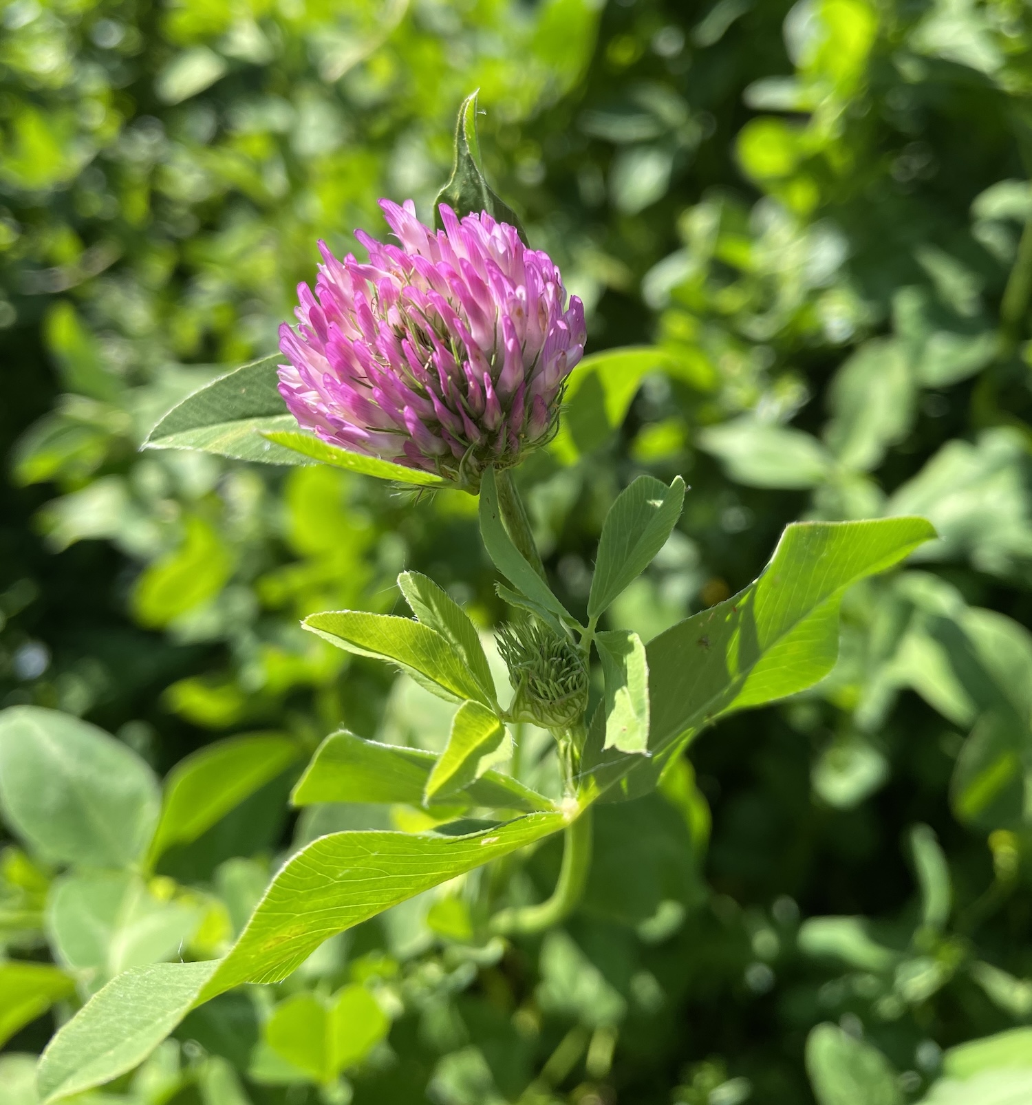 La fleur caractéristique du trèfle des prés ©Mellifere.com