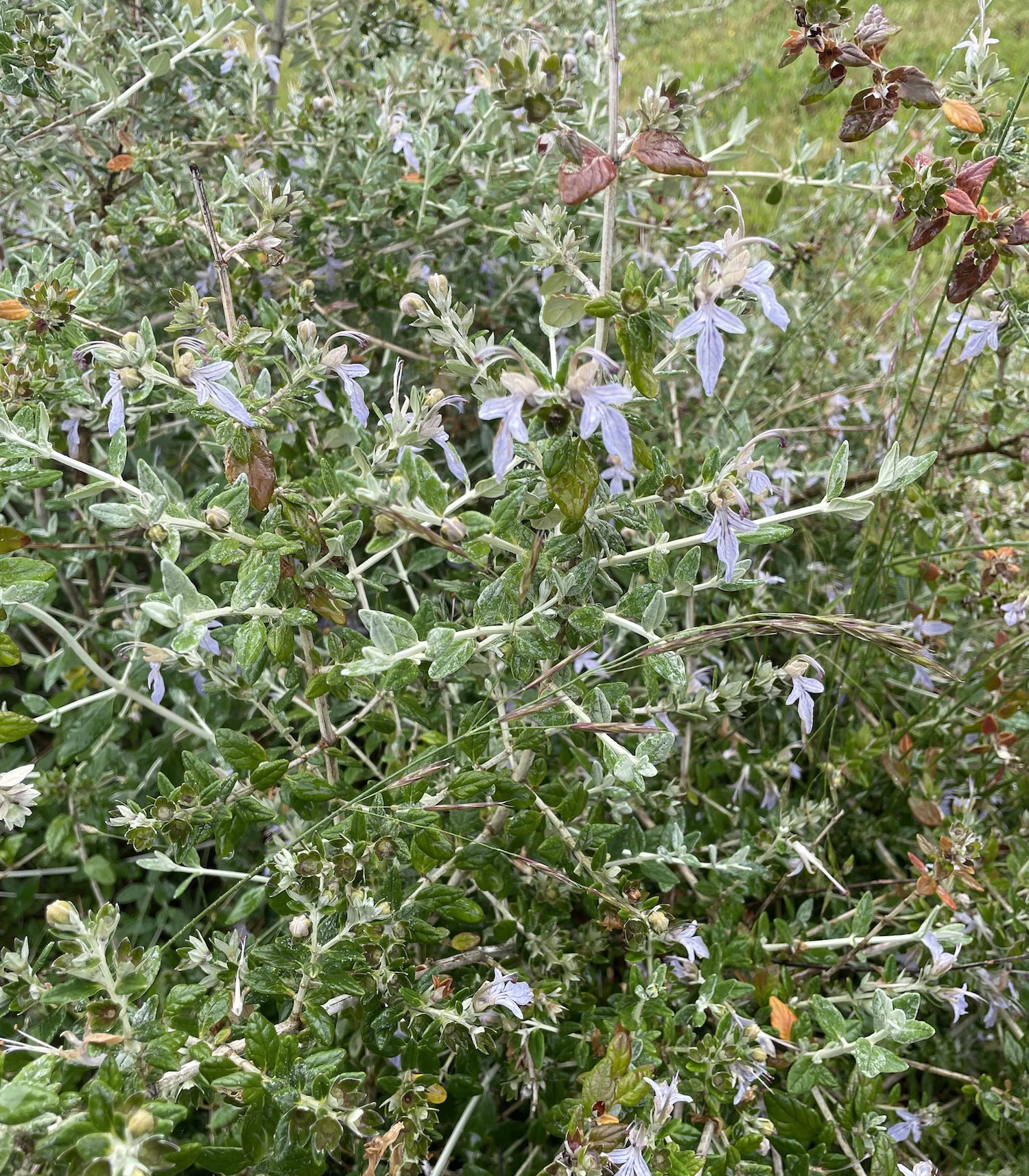 Les fleurs bleues de germandrée arbustive ©Mellifere.com