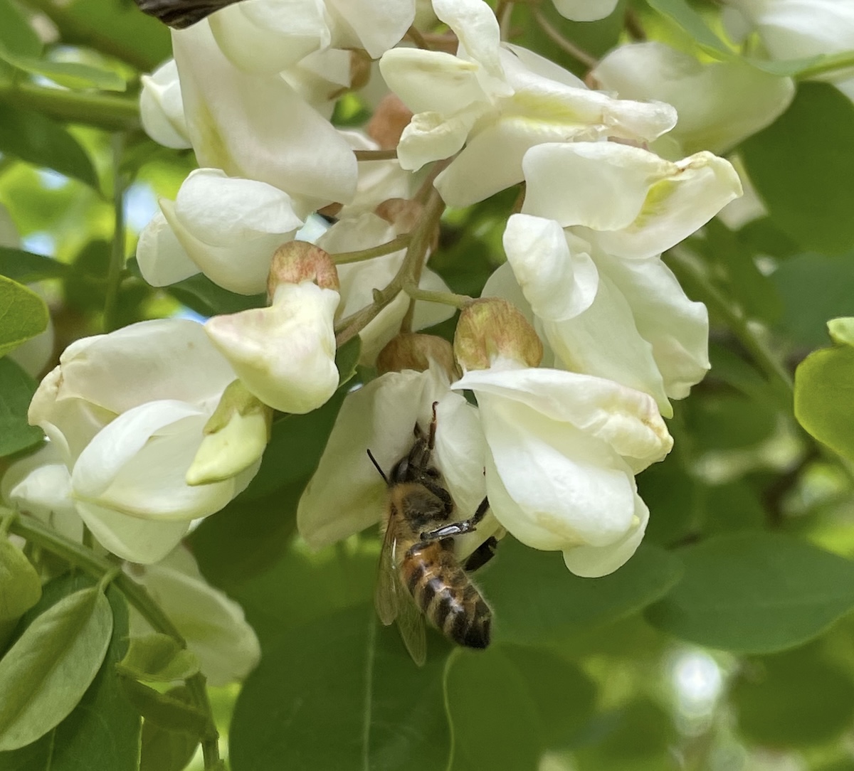 Gros plan d'une abeille butinant un acacia ©Mellifere.com