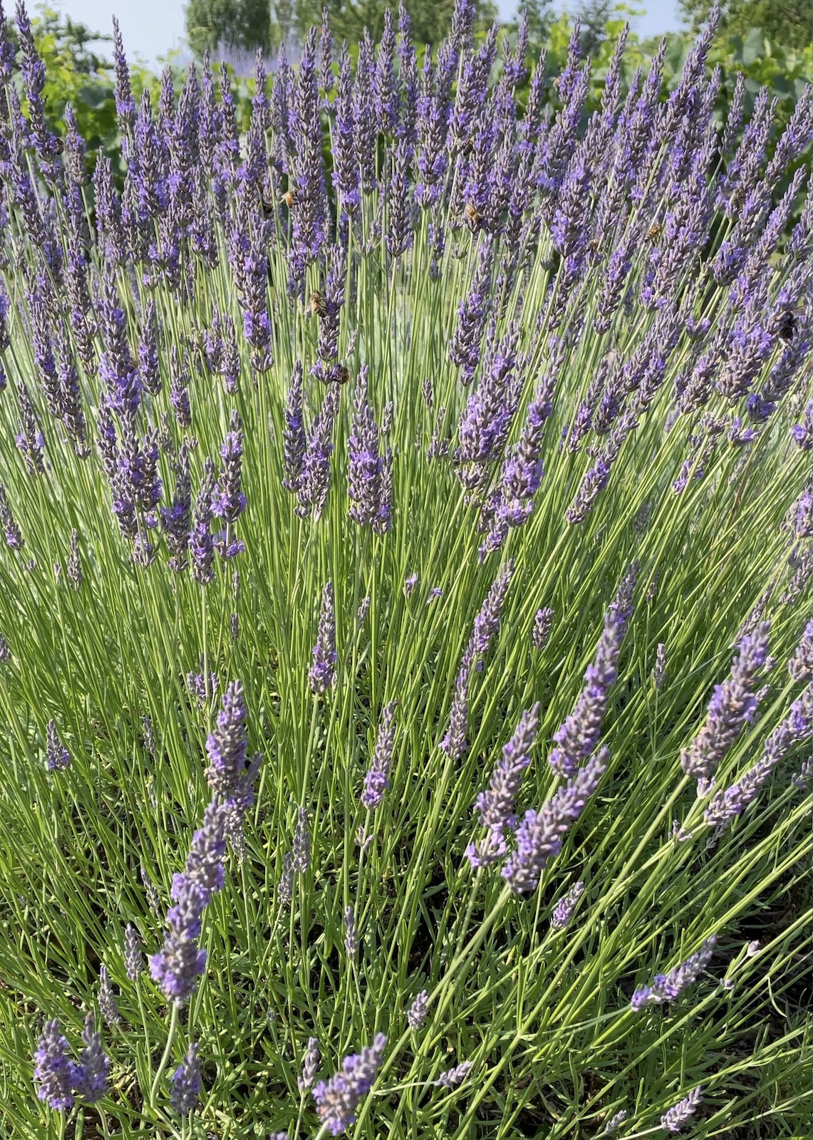 Un pied de lavande en pleine floraison en juin ©Mellifere.com
