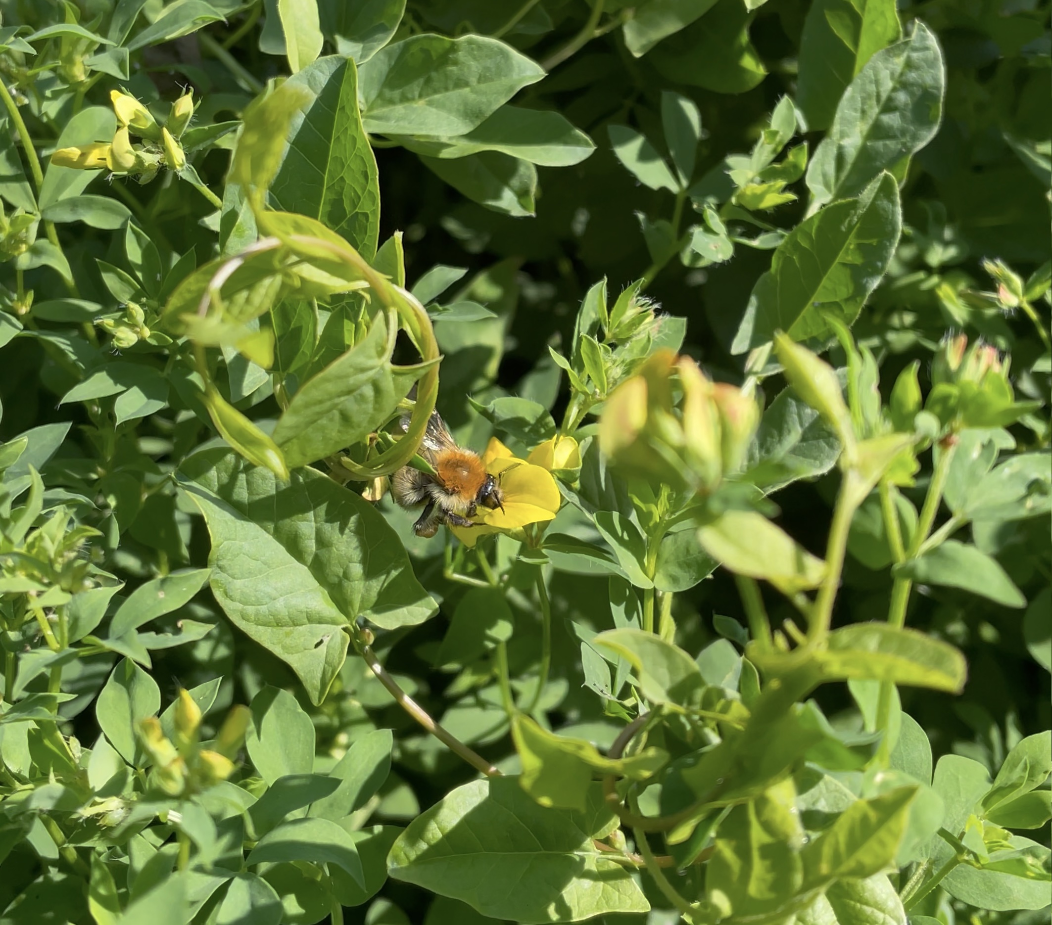 Le lotier corniculé attire de nombreux pollinisateurs ©Mellifere.com