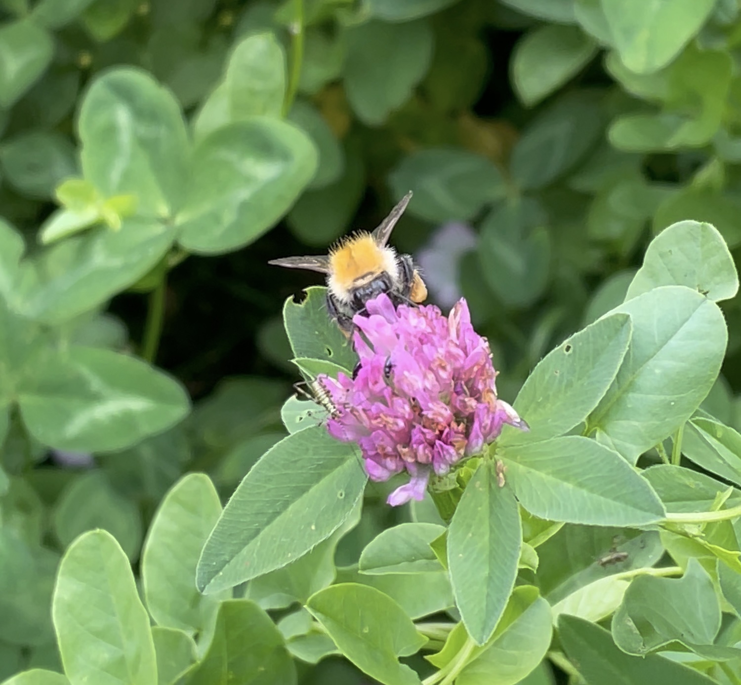 Le trèfle des près attire les pollinisateurs ©Mellifere.com