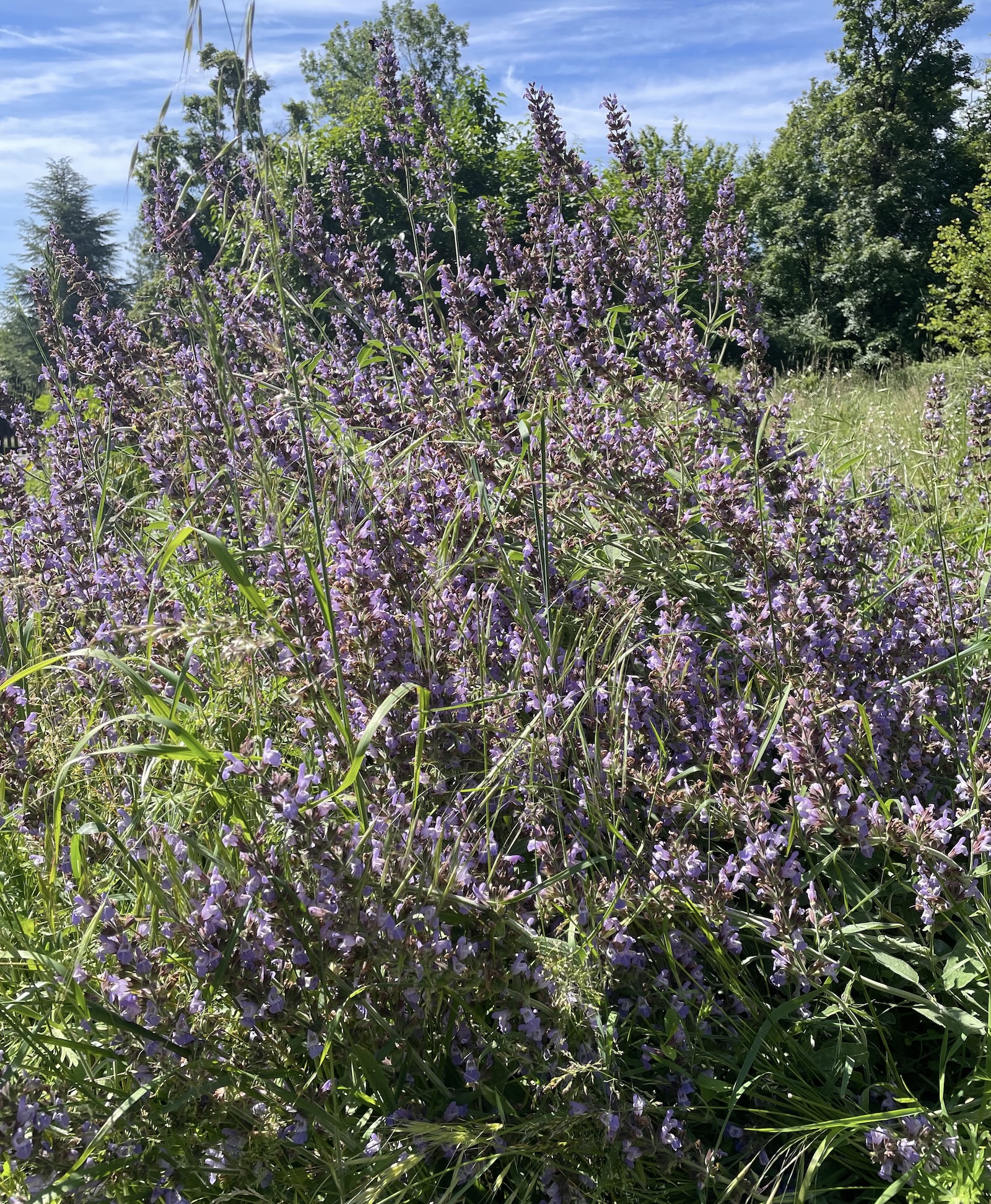 Un pied de sauge officinale ©Mellifere.com