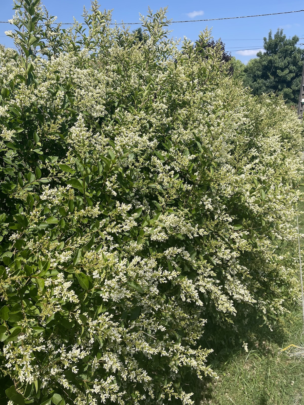 Une haie de troène fleurie ©Mellifere.com